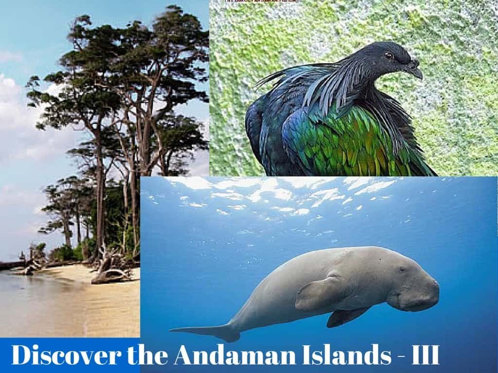 Andaman Islands Information