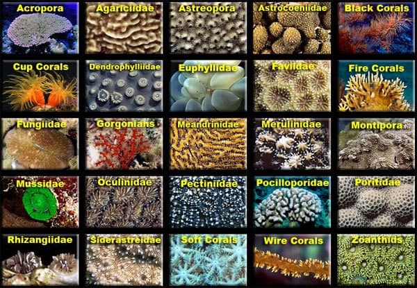 Underwater Ocean Plants List