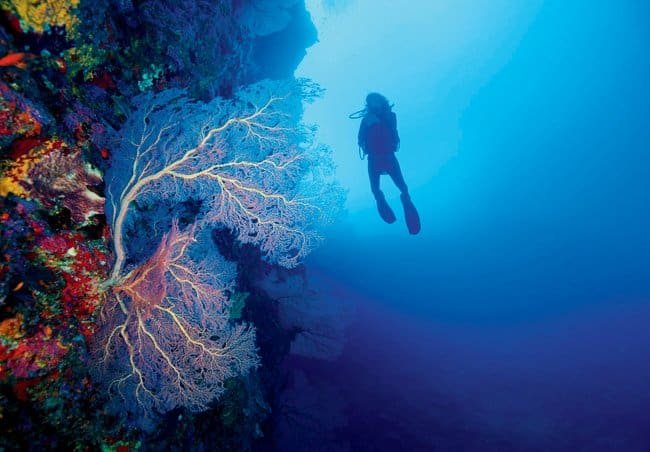 Andaman marine life Midday