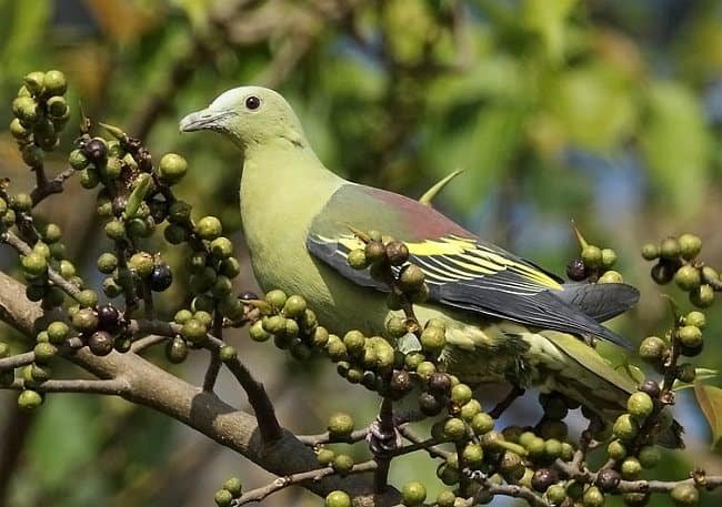 Andaman Green Peagion