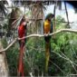 Parakeets at the Parrot Island Portblaironline