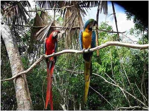 Parakeets at the Parrot Island Portblaironline