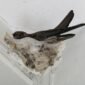 The Edible-nest Swiftlet of Andaman