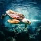 Ocean turtle